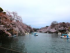 ここは有名どころ！
井の頭恩賜公園です。
これは去年の確か咲き始め。
吉祥寺からぷらぷらと歩いて見に行きました。