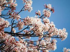 桜の時期は屋台が並び、笛の音に合わせてひょっとこが花見客の間を回ったりとにぎやかです。