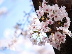 原っぱが広々としていて本当に気持ち良い公園と言いつつ広々とした写真を発掘できなかったので主に桜ばっかりです。