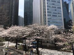 東京・六本木一丁目「スペイン坂」の桜の写真。

六本木から歩いて赤坂・虎ノ門まで行きます。

