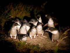 昨夜は「ビーチフロントビチェノ」に泊まり、海岸でフェアリーペンギンのパレードを見学しました