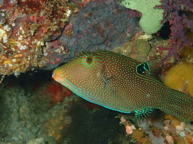 5/1　ムンジャンガンダイビング　このかわいい子は、パブアンドビー