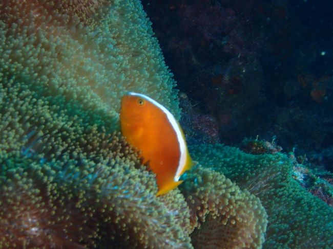 5/1　ムンジャンガンダイビング　セジロクマノミ