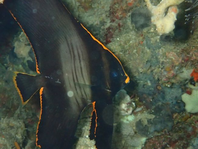 5/1　ムンジャンガンダイビング　アカククリ幼魚？