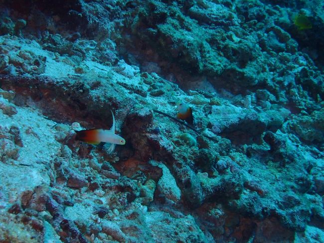 5/1　ムンジャンガンダイビング　ハタタテハゼ