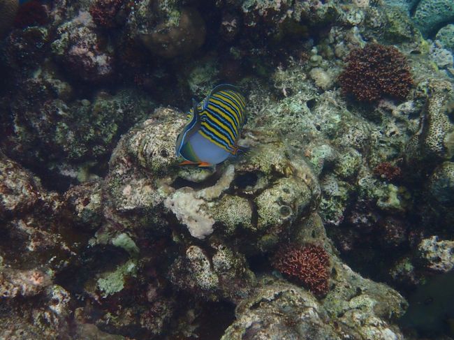 5/1　ムンジャンガンダイビング　