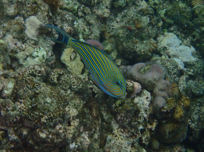 5/1　ムンジャンガンダイビング