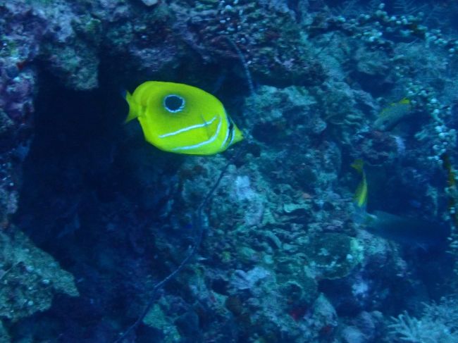 ムンジャンガンダイビング