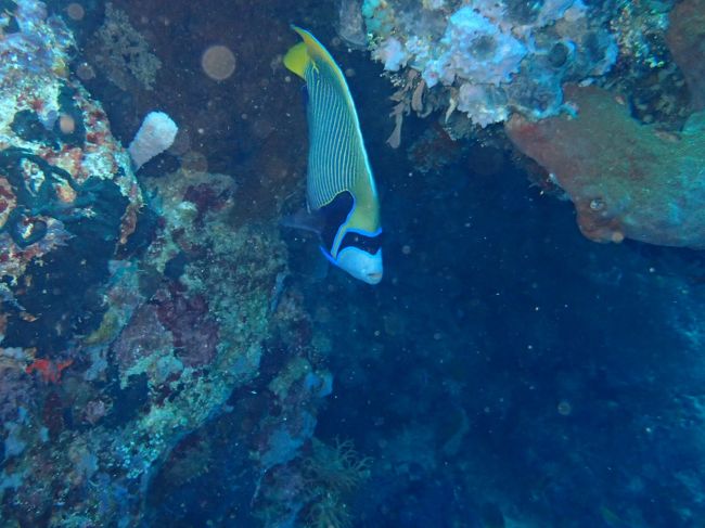 ムンジャンガンダイビング