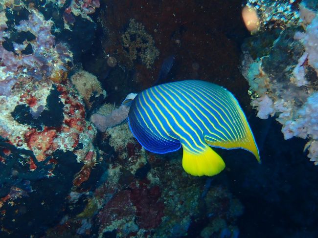 ムンジャンガンダイビング