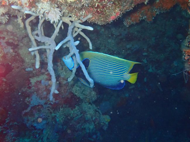 ムンジャンガンダイビング