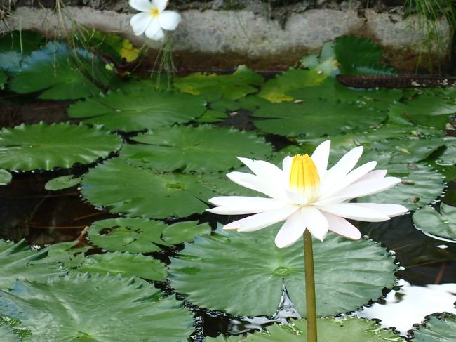ホテルの部屋の前にはハスの花が咲いています。