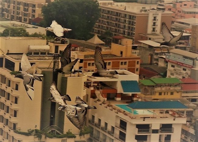 13羽の鳩がコンドーの周りを廻る<br />最後は北の方へ飛んで見えなくなった。