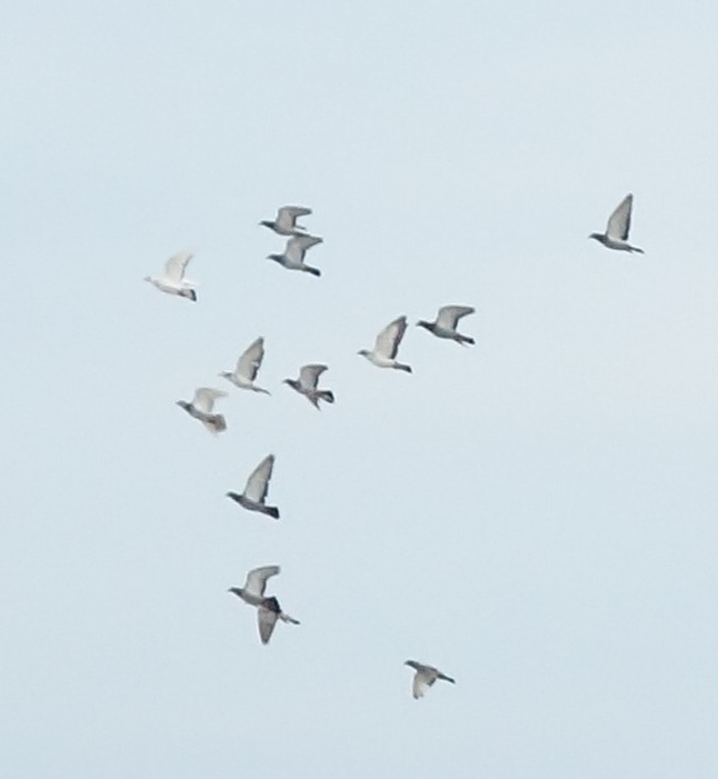 24日　7：23<br />13羽の鳩がコンドーとヒルトンホテルの周りを数十回廻る。<br />多分、鳩愛好家の手で育てられている鳩ではないかなぁ～