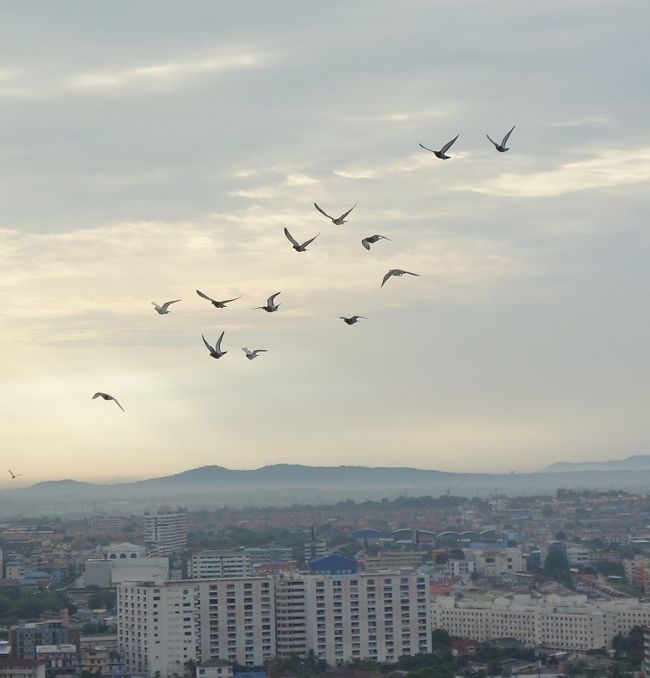 13羽の鳩がコンドーの周りを廻る。<br />コンドー近くで住んでいるうす汚く鼻コブが小さな鳩ではないようだ。