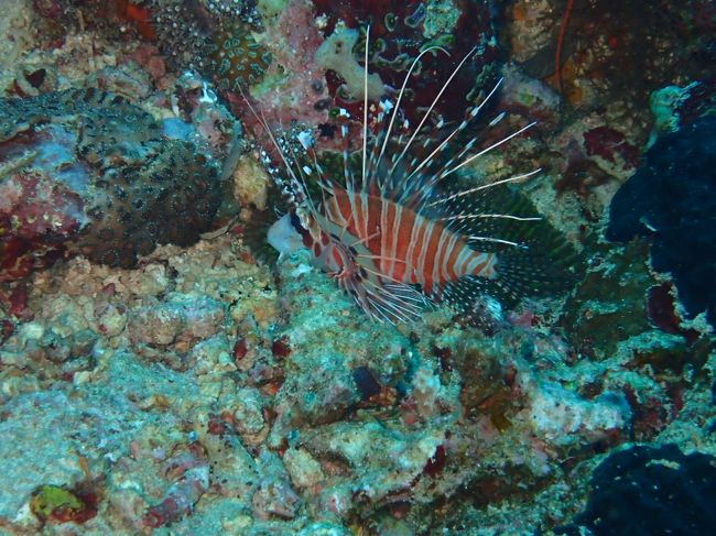 ムンジャンガンダイビング　ライオンフィッシュ