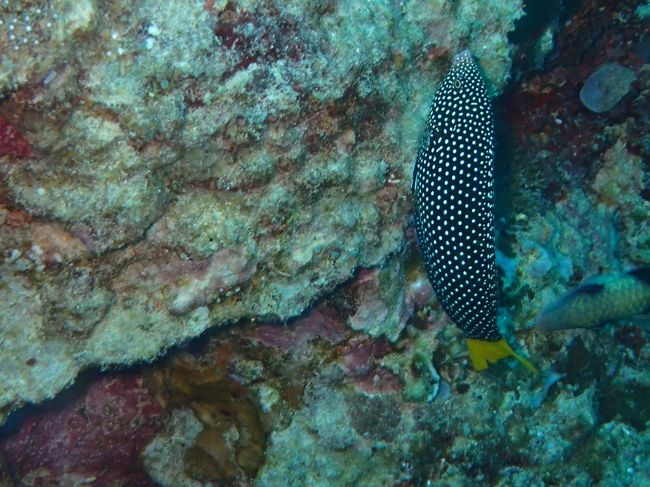 ムンジャンガンダイビング