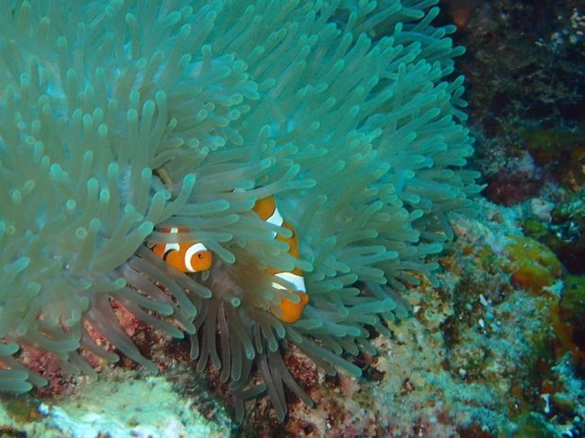 ムンジャンガンダイビング　ニモ