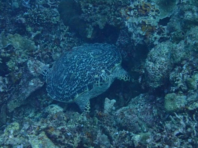 ムンジャンガンダイビング　カメ