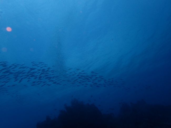 ムンジャンガンダイビング