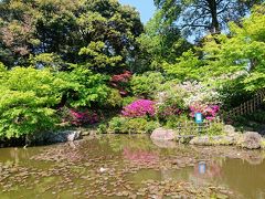 野毛山公園の池の周りではツツジがきれいに咲いていました。