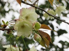 白幡天神社の緑のサクラ

3/31