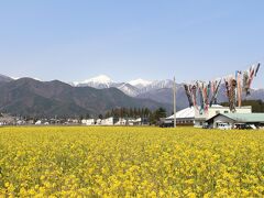 見たかったのは、この脇にある菜の花畑。
朝は霜で白っぽかったですが、鮮やかな黄色になりました。
