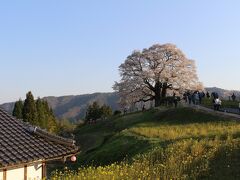 途中までは順調、15:55頃、醍醐桜へ残り1.4㎞の所で渋滞にはまりました。
数分止まって数メートル動く感じで、案内された第2駐車場には17:10頃到着しました。
麓の駐車場に止めて歩くという選択肢もありますが、戻りのの時間や夜桜も見たかったので、渋滞に並ぶことにしました。
第2駐車場は少し離れてて、遠くから醍醐桜が見えた時は、ついに来たと思わずにはいられませんでした。