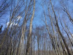 スギ林を抜けると、ブナのすらりとした木々が見えてきました。