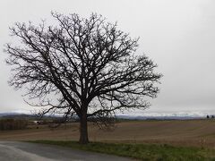 こちらはセブンスターの木。タバコのパッケージに採用されたカシワの木だそうです。まだ冬仕様の木なので、何だか寂しい感じでした。
