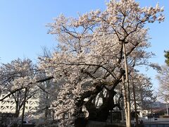夜行バスで盛岡到着。
レンタカー会社が開くまで、市内の桜を散策です。
これは、石割桜。