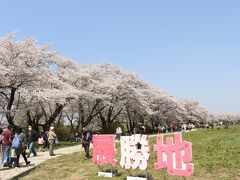 さすが、全国で見ても屈指の桜の名所、大勢の来場者です。
来る前、咲具合がまだ5分咲とも7分咲、または3分咲との情報もあったのですが、見た目は満開に近かったです。
よかったよかった。