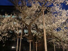 最後は、石割桜のライトアップ。
前日来た時は、ライトアップしてなかったので、しないのかと思っていたのですが、時間の関係のようでした。（調べ不足）
こうして改めて見ると、力強さがすごかったです。
この後、夜行バスで帰路につき、北上展勝地の桜の旅は終わりました。