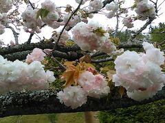 別の日の散歩で　県立美術館の八重桜　一葉(いちよう)