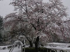 サービスエリアの雪を被った染井吉野