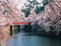 翌朝、6時11分発の特急『白鳥』に乗り、次の目的地弘前駅へと向かう。
弘前駅からは、のんびり歩いて弘前城址へ。
そこは、日本でも有数の桜の名所だ。
城内へ入ると匂うほどに桜の樹があったが、まだ満開ではないようだ。