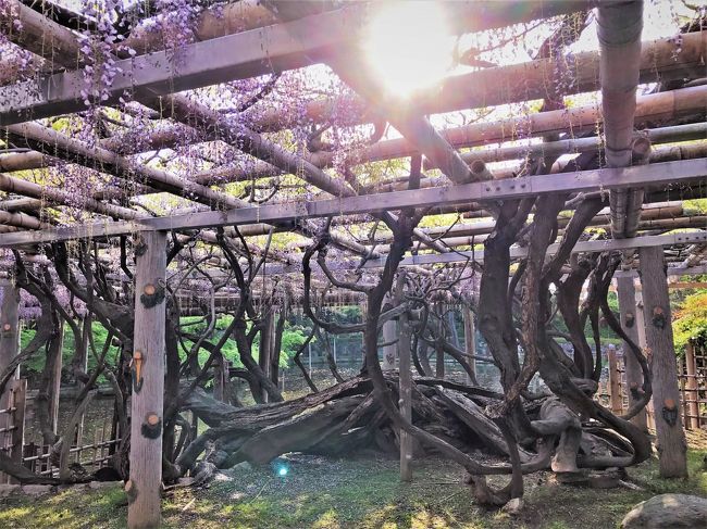 小さき妖精が舞う たきがしら湿原 太陽の光 再び 咲花 三川 阿賀野川周辺 新潟県 の旅行記 ブログ By ウェンディさん フォートラベル 小さき妖精が舞う たきがしら湿原 太陽の光 再び 咲花 三川 阿賀野川周辺 新潟県 の旅行記 ブログ By ウェンディさん フォートラベル