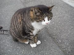 御誕生寺は猫の寺として知られています。