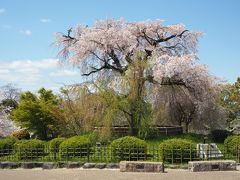 公園の中心部の有名な枝垂れ桜です。
