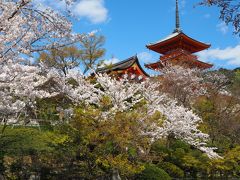遊歩道からの桜の木越しの三重塔です。