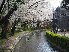 高瀬川に沿って桜の木があります。
散った桜の花びらが川の上を流れていきます。