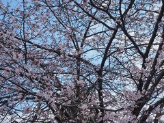 園内はそろそろ桜が満開になりそう。