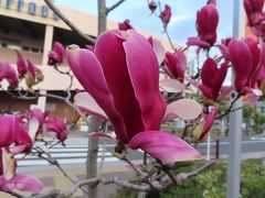 ララテラス前の　
木蓮の花

ララテラスには　アンテンドウも入っています　
目黒の雅叙園にある店と　姉妹店ですが　
雰囲気は全然違います
味は同じで　おいしいパンが沢山