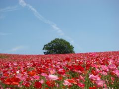 傾斜をうまく利用して植えられています。
見方によっては、まるで北海道のよう！
都心から約２時間の場所とは思えませんでした。