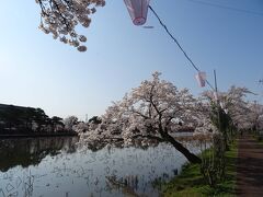 高田公園に、とうちゃく！

例年であれば、駅から高田公園までのシャトルバスがあるんだケド、
やっぱリ、今は状況が状況だからネ。