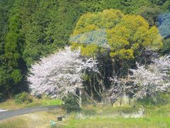 佐里駅の周辺にも立派な桜。