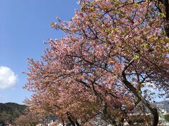 河津駅到着後、川沿いへ歩くこと5.6分。

でました～～～桜並木

きれい～～～～あれ？？ちょっと？？あれ？？ちょっと
桜が・・・花が・・・・・

