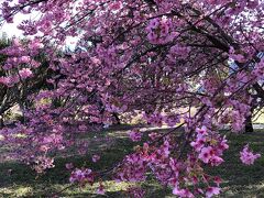 来宮神社にも河津桜が咲いています。

やっぱり色がきれい。濃い。