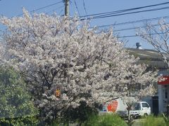 久原駅です。周囲の桜が見事でした。