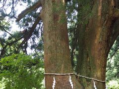 登山道の途中にある夫婦杉です。